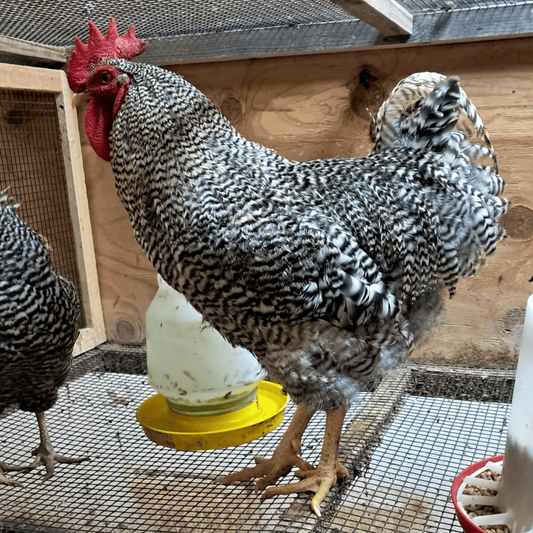 Barred Rock Hatching Eggs Fresh Fertile NPIP Certified (6 Eggs)