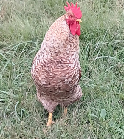 Bielefelder Hatching Eggs Fresh Fertile NPIP Certified