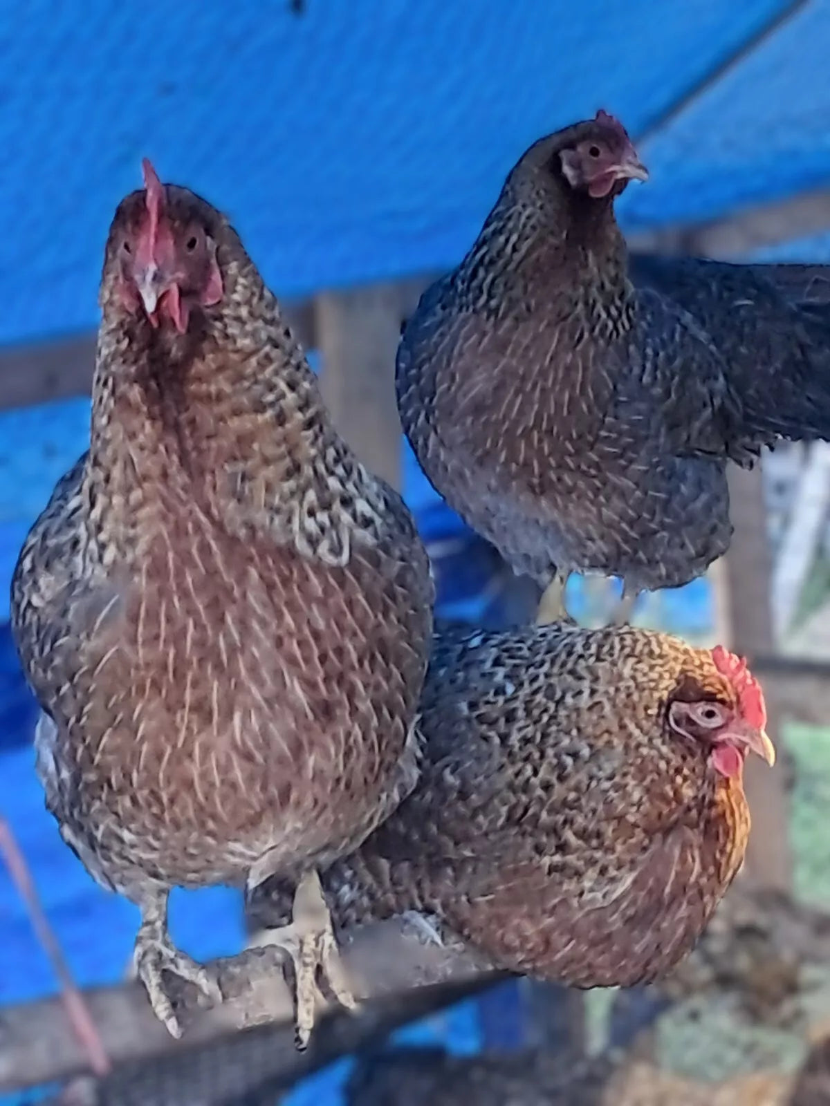 Bielefelder Hatching Eggs Fresh Fertile NPIP Certified