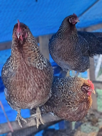 Bielefelder Hatching Eggs Fresh Fertile NPIP Certified