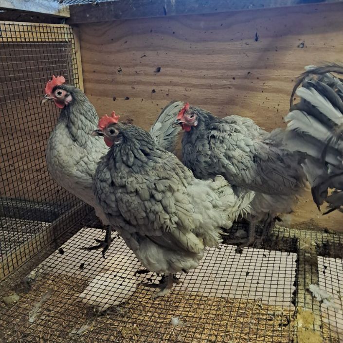 Blue American Bresse Hatching Eggs NPIP Certified
