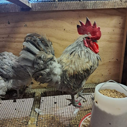 Healthy, Happy Baby Chicks – NPIP Certified (Pickup Only)