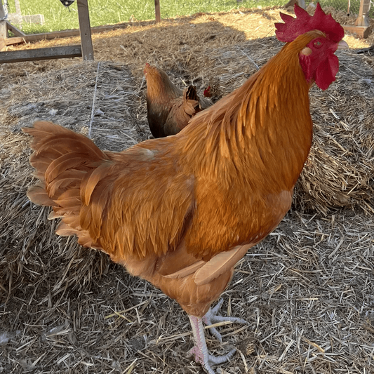 NPIP Buff Orpington Hatching Eggs Kentucky Flock (6 Eggs)