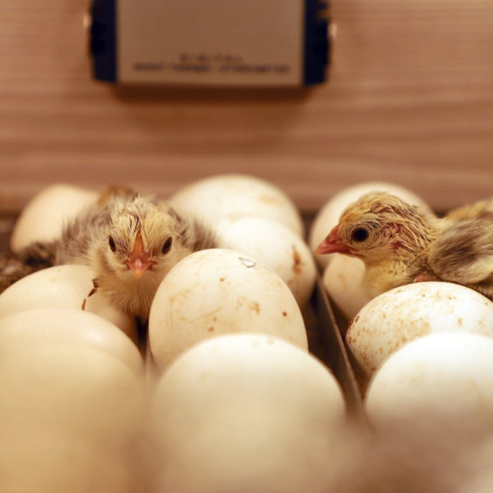 Healthy, Happy Baby Chicks – NPIP Certified (Pickup Only)