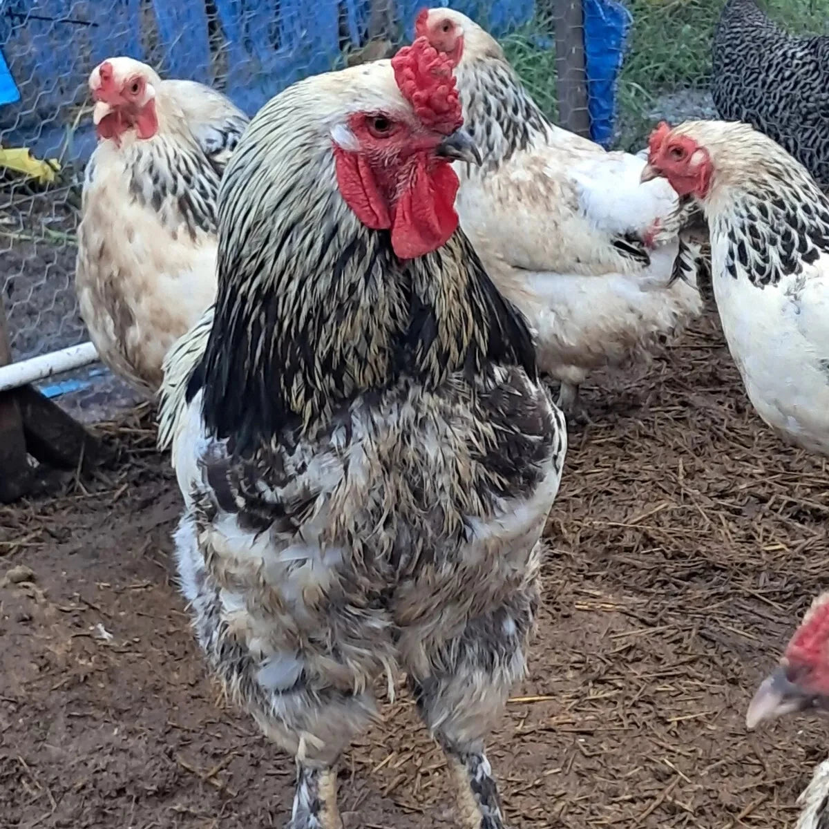 6 Light Brahma Hatching Eggs - Large Breed, Big Brahmas X6 - USA