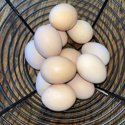 One Dozen Buff Orpington Hatching Eggs West Kentucky Flock at Five Acre Farm