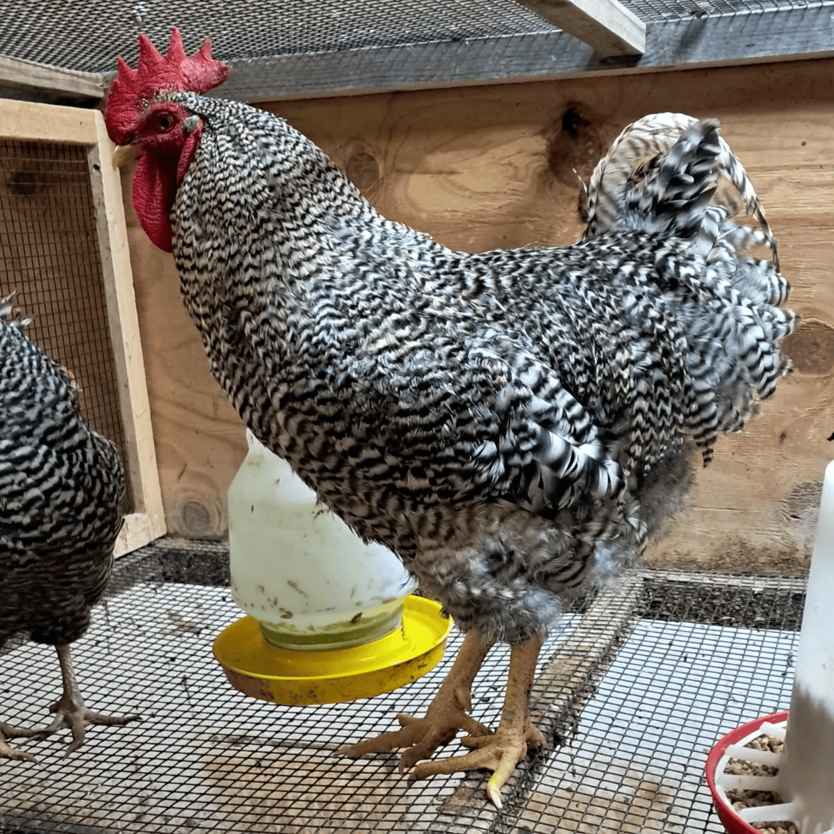 Healthy, Happy Baby Chicks – NPIP Certified (Pickup Only)