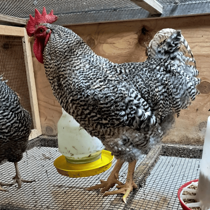 Healthy, Happy Baby Chicks – NPIP Certified (Pickup Only)