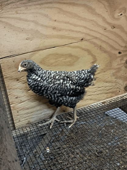 Plymouth Barred Rock Hatching Eggs Fresh Fertile NPIP Certified