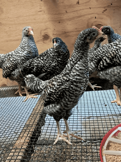 Plymouth Barred Rock Hatching Eggs Fresh Fertile NPIP Certified
