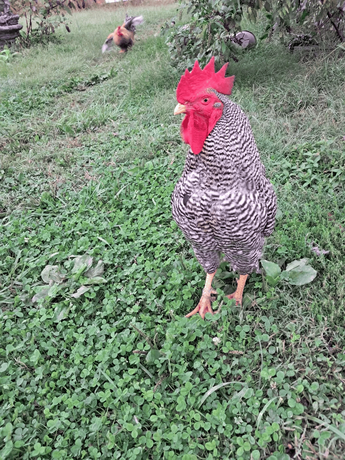 Plymouth Barred Rock Hatching Eggs Fresh Fertile NPIP Certified