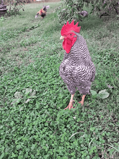 Plymouth Barred Rock Hatching Eggs Fresh Fertile NPIP Certified