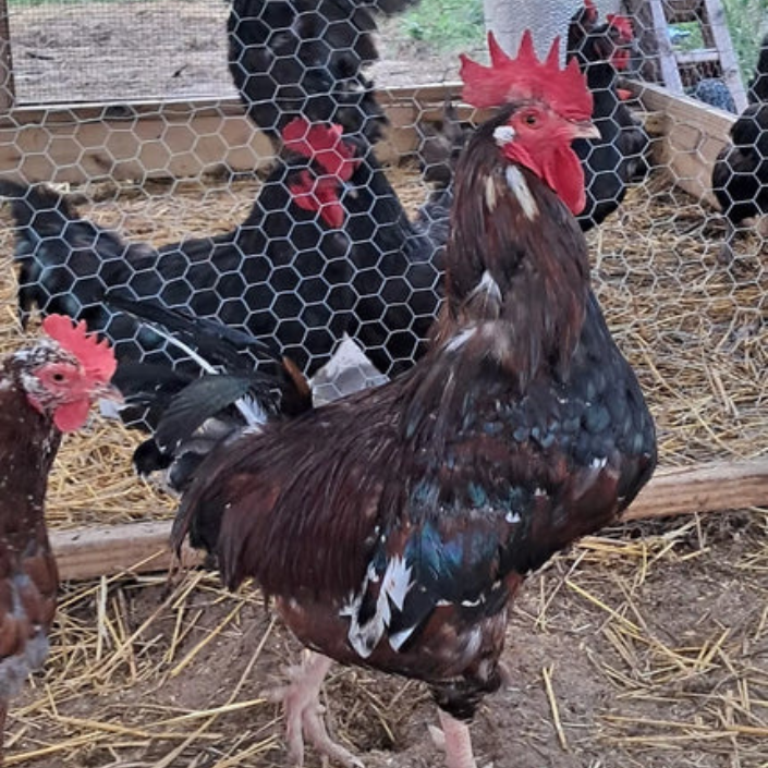 Healthy, Happy Baby Chicks – NPIP Certified (Pickup Only)