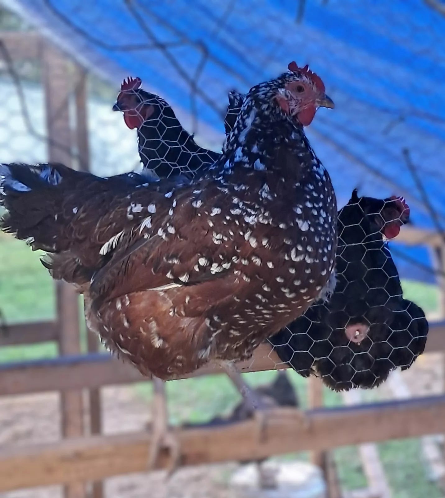 Speckled Sussex Hatching Eggs Fresh Fertile NPIP Certified (6 Eggs)