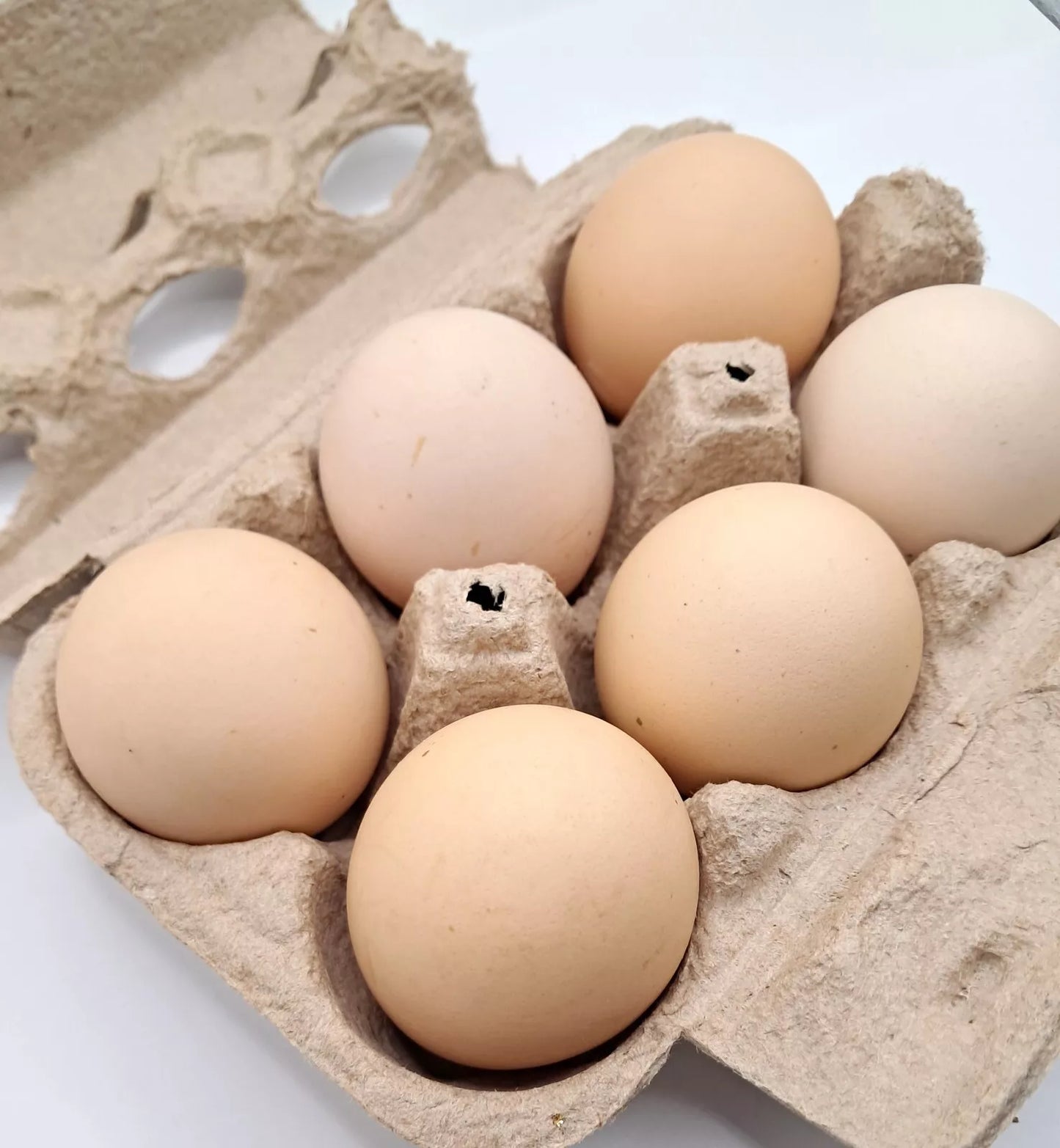 Speckled Sussex Hatching Eggs Fresh Fertile NPIP Certified (6 Eggs)