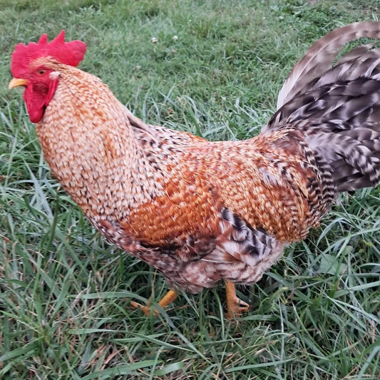 Bielefelder Hatching Eggs Fresh Fertile NPIP Certified (6 Eggs)