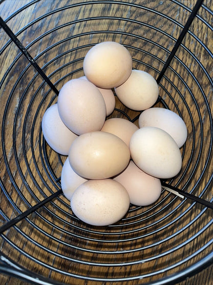 One Dozen Buff Orpington Hatching Eggs West Kentucky Flock at Five Acre Farm