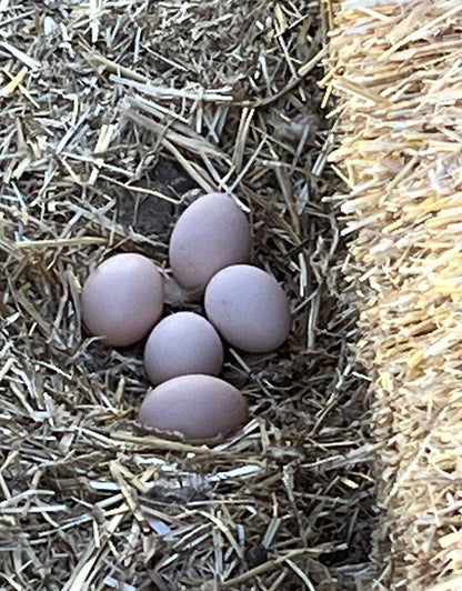 One Dozen Buff Orpington Hatching Eggs West Kentucky Flock at Five Acre Farm