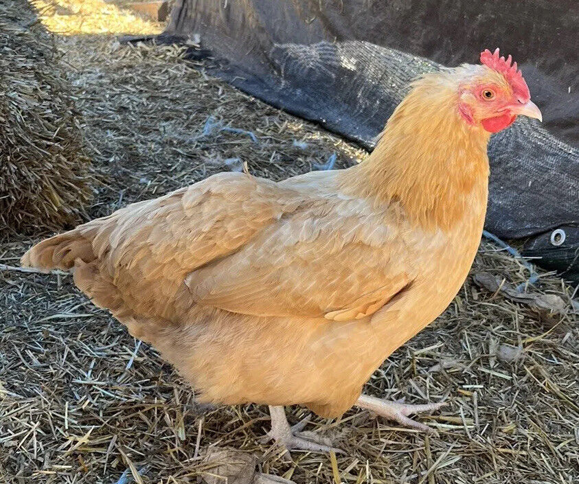 One Dozen Buff Orpington Hatching Eggs West Kentucky Flock at Five Acre Farm