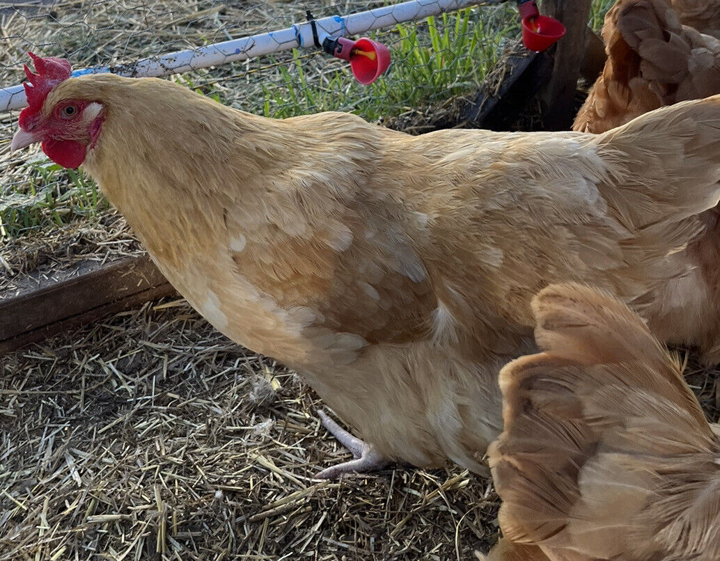 One Dozen Buff Orpington Hatching Eggs West Kentucky Flock at Five Acre Farm