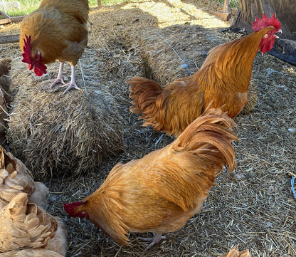 One Dozen Buff Orpington Hatching Eggs West Kentucky Flock at Five Acre Farm