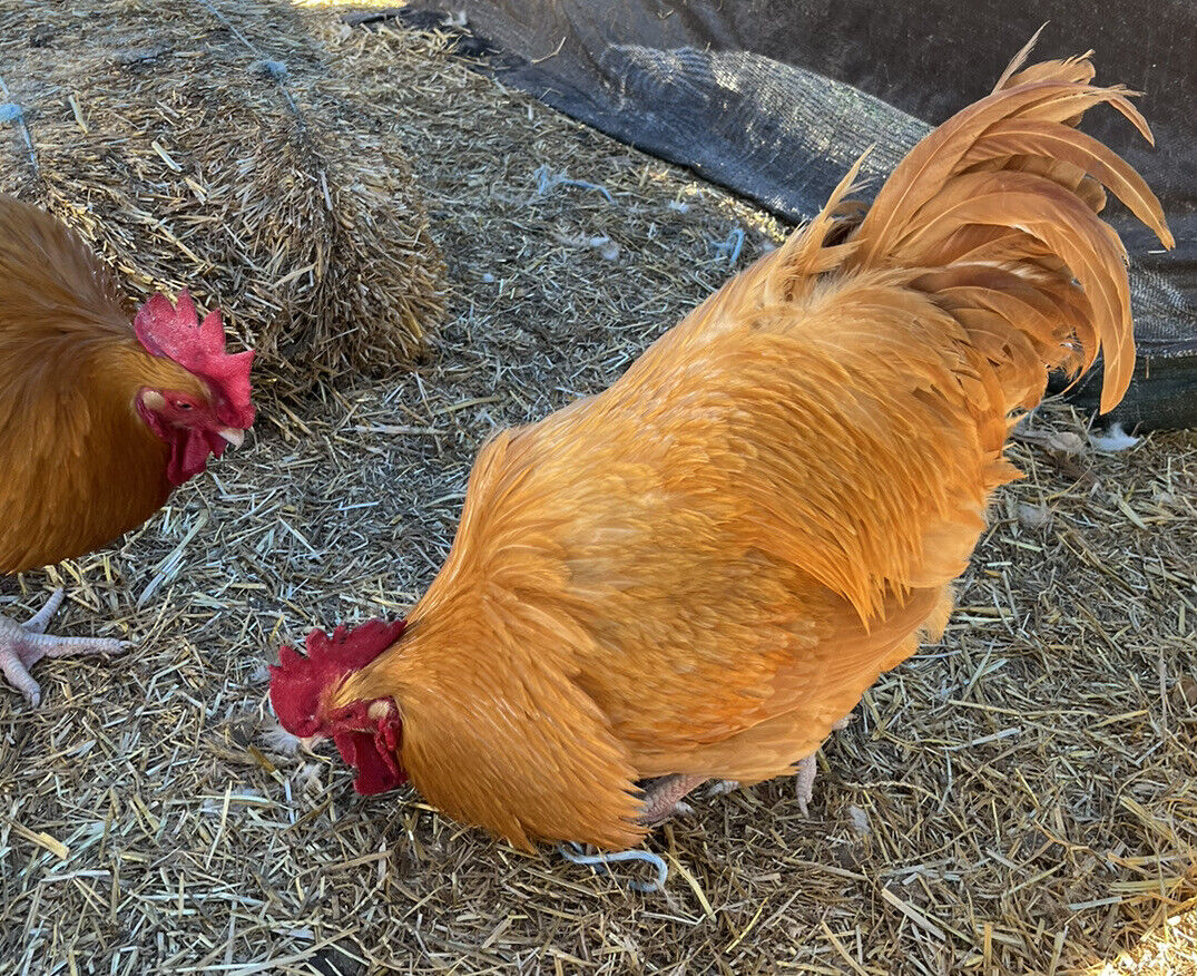 One Dozen Buff Orpington Hatching Eggs West Kentucky Flock at Five Acre Farm