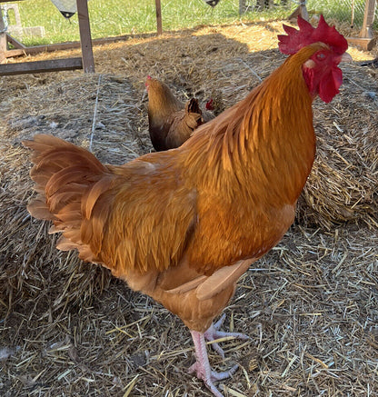 One Dozen Buff Orpington Hatching Eggs West Kentucky Flock at Five Acre Farm