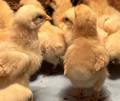 One Dozen Buff Orpington Hatching Eggs West Kentucky Flock at Five Acre Farm