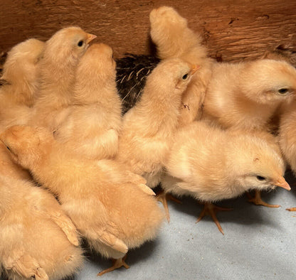 One Dozen Buff Orpington Hatching Eggs West Kentucky Flock at Five Acre Farm